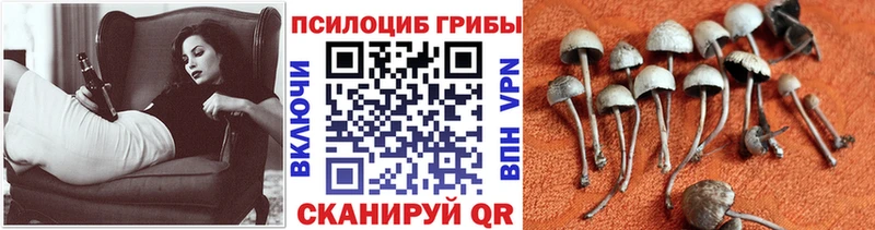 Галлюциногенные грибы Psilocybe  Купить  Дальнереченск 